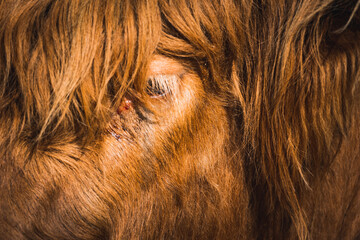 Extreme close up shot of a Highland Cow's eye in Scotland