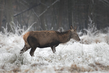 Beautiful young male red deer, Cervus elaphus, on a white meadow in the snow, a large forest animal in a game refuge, nature reserve in winter, beautiful snow-covered meadow, wild animal