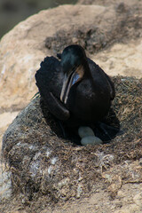 Cormorants Nesting at the La Jolla Cove in San Diego, California, in the Clay Cliff