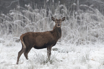 Beautiful young male red deer, Cervus elaphus, on a white meadow in the snow, a large forest animal in a game refuge, nature reserve in winter, beautiful snow-covered meadow, wild animal