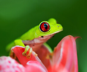 Green tree frog in a pink flower
