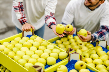 Workers selecting fresh apples from crates in fruit production facility.