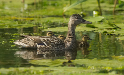 duck and ducklings - obrazy, fototapety, plakaty