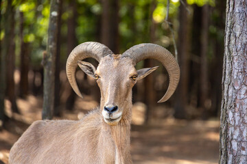 Portrait of a Barbary Sheep