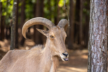 Smiling Aoudad