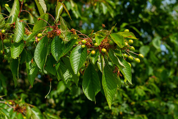 Cherry tree with green foliage and unripe creen berries.