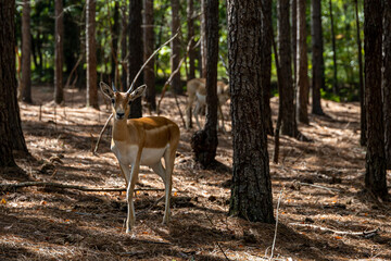 Young Blackbuck Antelope