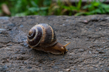Close-up of garden snail crawling on rock.