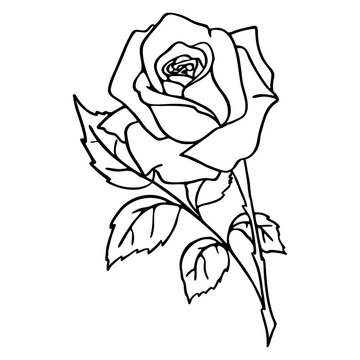 contour black image of a rose on a white background, drawing, graphics, design