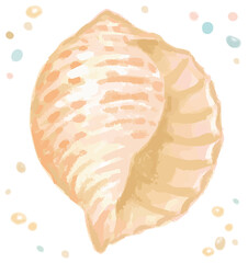 水彩画風、海の貝。ベクターイラスト素材。
