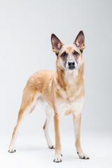 Ginger mix breed dog posing isolated on the white background