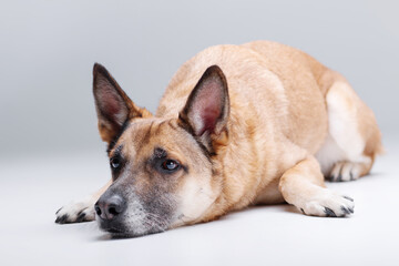 Ginger mix breed dog posing head on the floor isolated on the white background