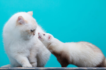 Ferret and cat posing together on the blue background