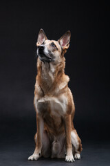 Ginger mix breed dog posing isolated on the black background