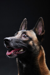 Belgian shepherd malinois dog portrait isolated on the black background