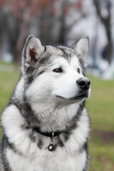 Alaskan malamute dog portrait