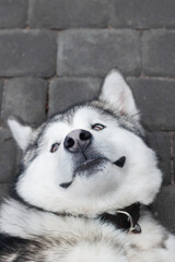 Alaskan malamute dog portrait