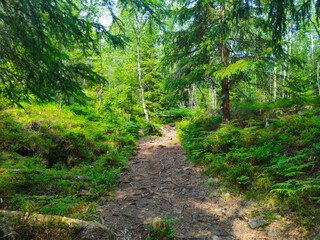 Obraz premium path in the forest
