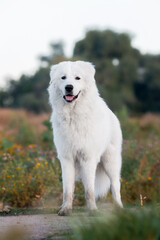 Maremmano-Abruzzese sheepdog, maremma dog outside
