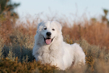 Maremmano-Abruzzese sheepdog, maremma dog outside