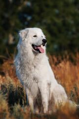 Maremmano-Abruzzese sheepdog, maremma dog outside