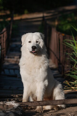 Maremmano-Abruzzese sheepdog, maremma dog outside