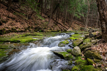 A stream runs through a moss covered rocky riverbed with dense forest in the background.