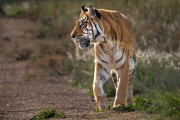 Majestic tiger of the jungle - Mighty wild animal in nature, roaming the grasslands and savannah of Africa