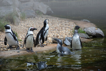 Fototapeta premium African penguin on the sandy beach. African penguin ( Spheniscus demersus) also known as the jackass penguin and black-footed penguin