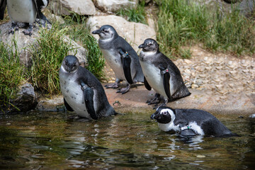 African penguin on the sandy beach. African penguin ( Spheniscus demersus) also known as the jackass penguin and black-footed penguin