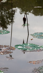 Stems and lily pads starting to die off.