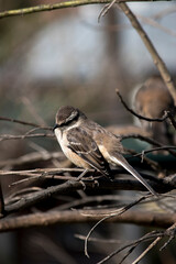 calandria común. Aves en el parque