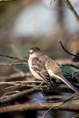 calandria com&uacute;n. Aves en el parque
