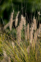 Foto de la planta Pennisetum alopecuroides