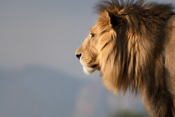 Wild lion portrait - side profile - Mighty and strong big cat seen on a safari nature adventure in South Africa