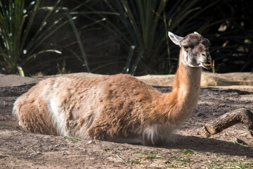 Retrato de una llama. Animales domésticos