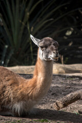 Retrato de una llama. Animales domésticos