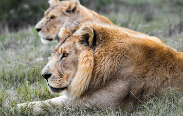 Lion and lioness couple laying in the African sun - safari adventure for the best wild animals in the world