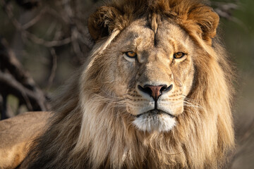 Lion portrait - King of the African savannah - Wild and free, this big cat seen on a safari nature...