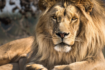 Fototapeta na wymiar Lion portrait - King of the African savannah - Wild and free, this big cat seen on a safari nature adventure in South Africa