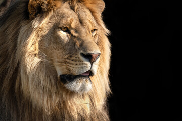 Lion portrait - isolated on black background - King of the African savannah - Wild and free, this big cat seen on a safari nature adventure in South Africa - obrazy, fototapety, plakaty