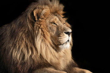 Lion portrait side profile - isolated on black background - King of the African savannah - Wild and...