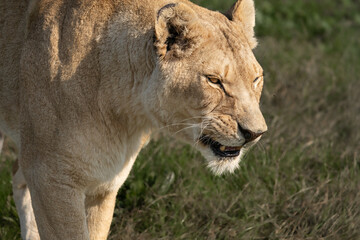 Naklejka na ściany i meble Lioness prowling in the African savannah - Wild and free, this big cat seen on a safari nature adventure in South Africa