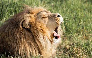 Fototapeta premium Wild lion roaring - Mighty and strong big cat seen on a safari nature adventure in South Africa