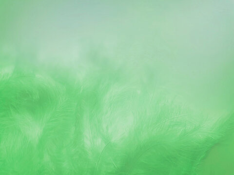 blurred abstract textured background delicate  green beautiful feathers
