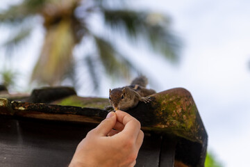 Human feed chipmunk