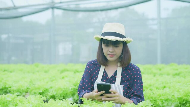 agriculture concept of 4k Resolution. A worker is checking the growth of vegetables in the garden. Gardener's Productivity Evaluation.