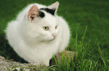 Plakat cat on grass