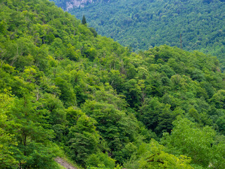 Fototapeta na wymiar Hills covered with dense forest. Green mountains. Nature of Georgia