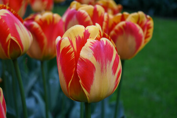 Fototapeta premium Fiery red and yellow tulips in a Dutch garden 